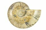 Cut & Polished Ammonite Fossil (Half) - Madagascar #264790-1